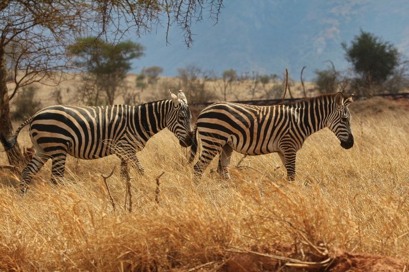 Zèbres broutant paisiblement à Taita Hills