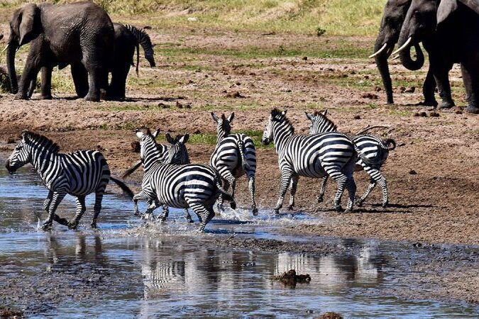 Zebras and African elephants gathered at the river in Tarangire National Park, Tanzania