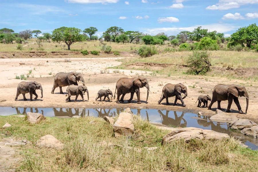 African elephants walking along the river in Tarangire National Park, Tanzania
