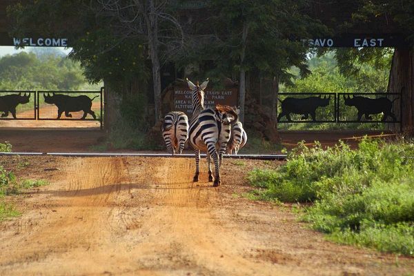 Zèbres à l’entrée du parc de Tsavo East
