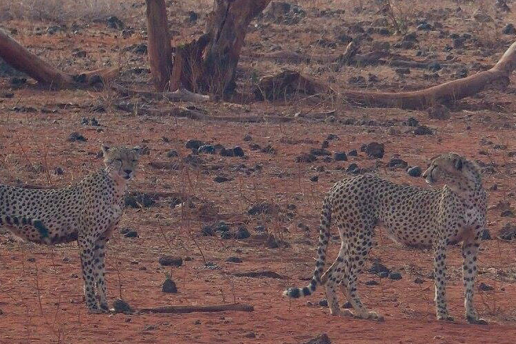 Guépards de Tsavo East chassant pendant un safari en véhicule