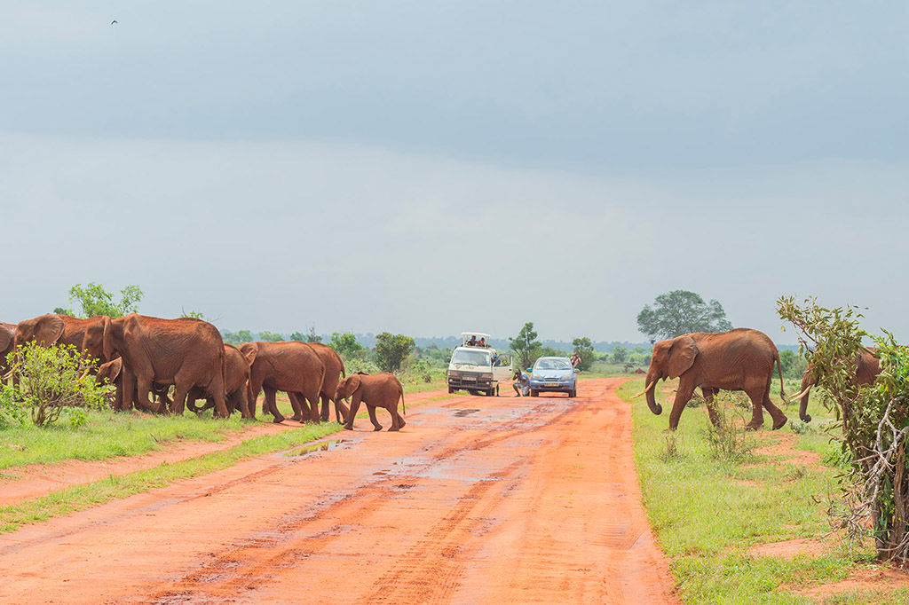 Tsavo East red elephants