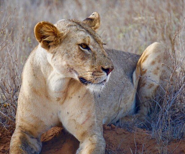 Lions chassant dans la savane lors d’un safari en Tanzanie dans le parc national du Serengeti