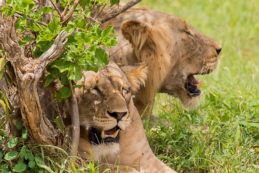 Lion at Tsavo East — photo safari experience