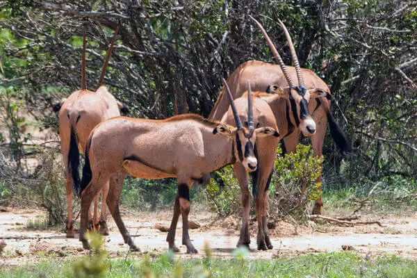 Oryx at Tsavo East — rare safari photograph