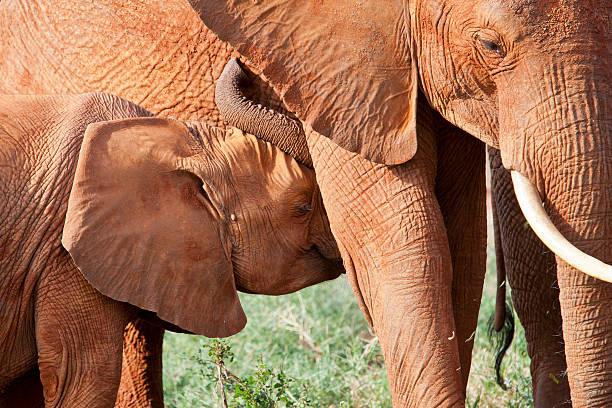 Éléphants couverts de poussière rouge dans le parc national de Tsavo Est