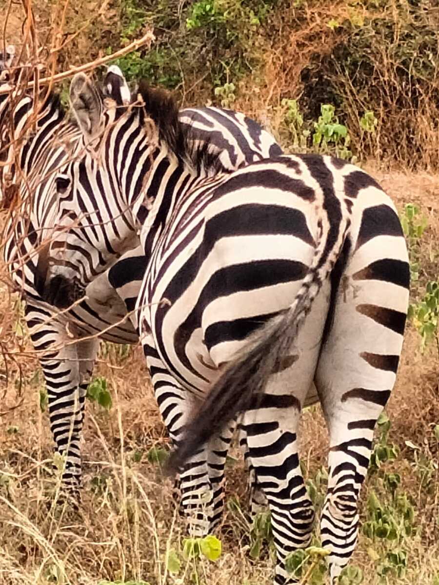 Zebra at Tsavo East — wildlife photography
