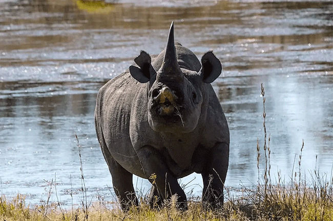 Tsavo West rhino during 7 days Masai Mara and Lake Nakuru birdwaching safari