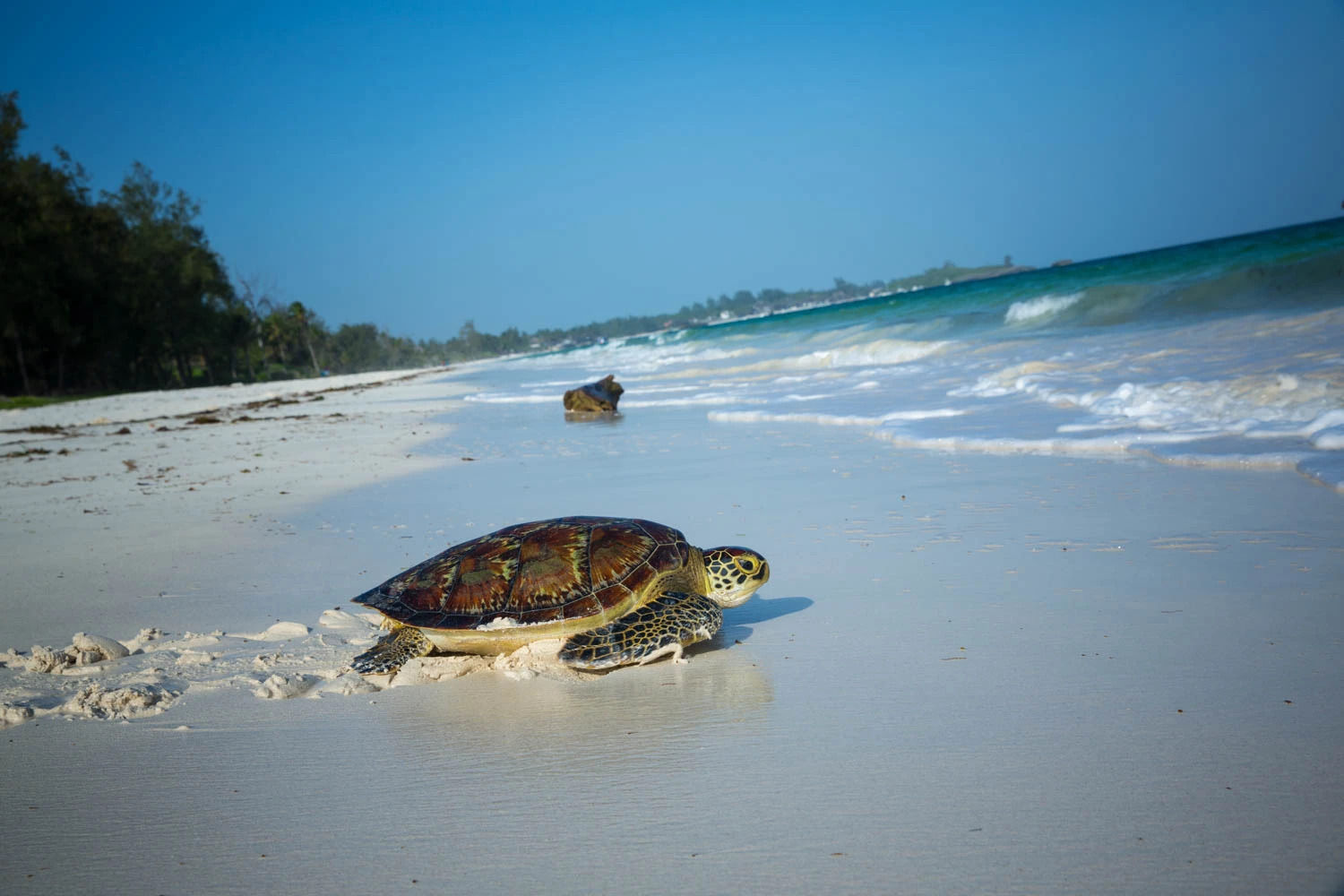 Sea turtle at Watamu Malindi beach