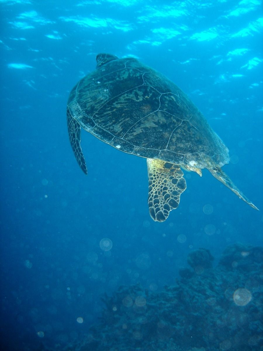Watamu seaturtle