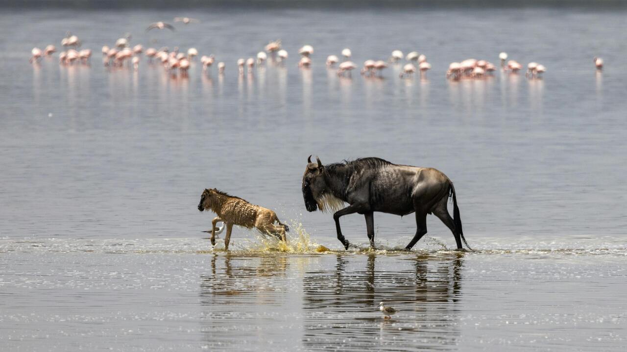 Experience wildbeest great migration with Sunday Best Safaris