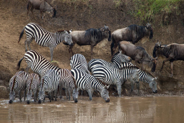 Zebras crossing a river in Tarangire National Park during a 3-day Tanzania safari
