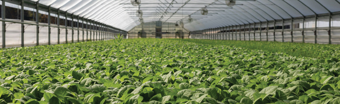 Agriculture (image)