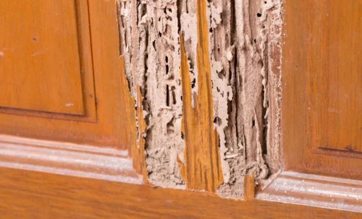 Detailed macro shot of beetles and larvae on wood, showcasing nature's complexity.