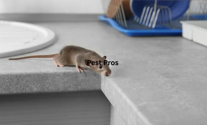 Why Trust Our Spider Control Expertise