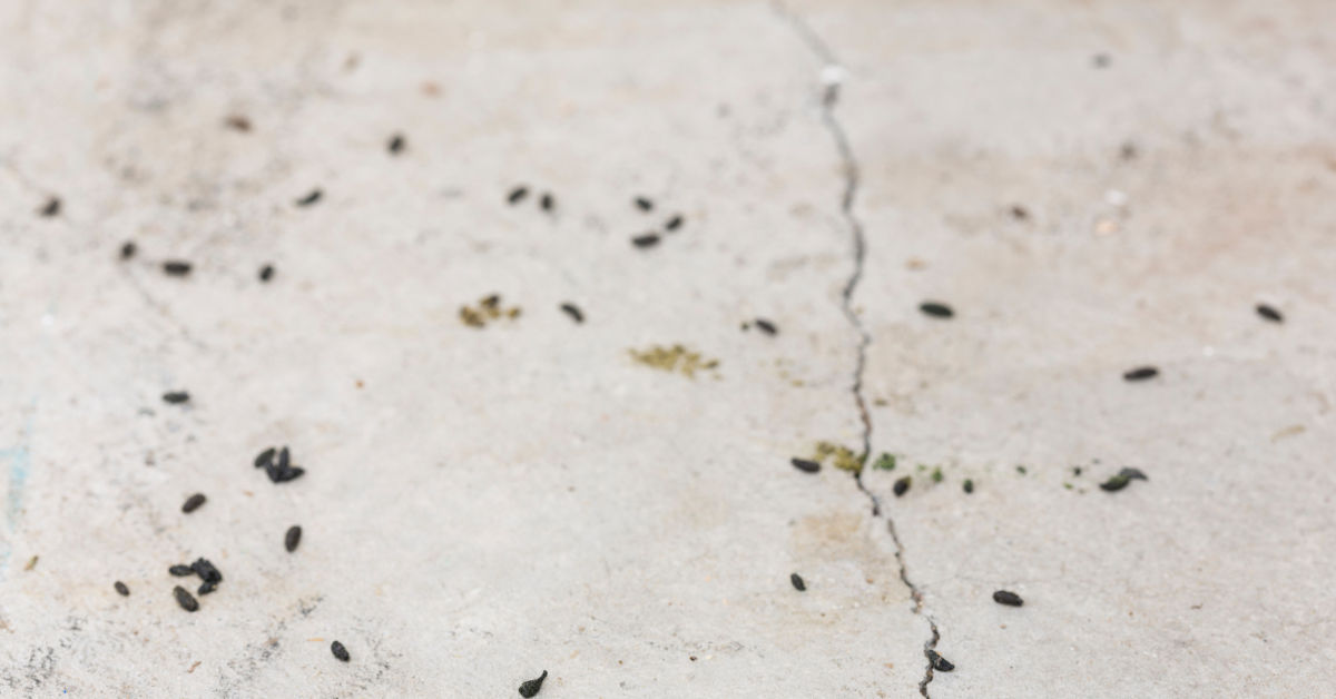 Rodent Dropping Cleanup Services in Sumter, SC
