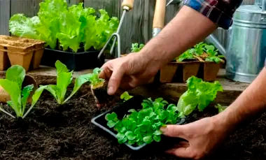 Cultiva tu propia huerta orgánica con este curso