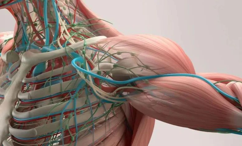 Curso de Anatomía Gratis