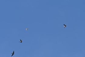 minsmere, suffolk