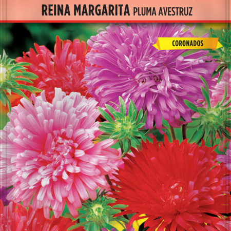 Semillas Reina Margarita Pluma Avestruz
