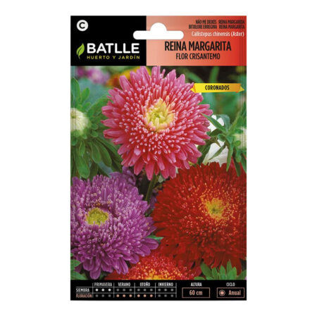 Semillas reina margarita flor crisantemo
