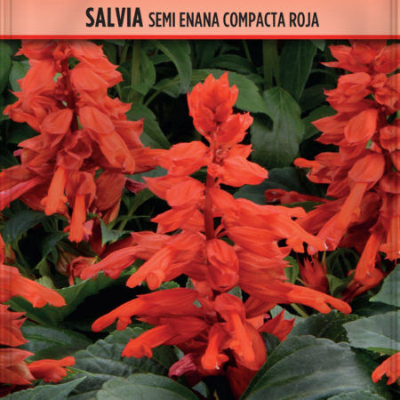 Semillas Salvia semi Enana Compacta Roja