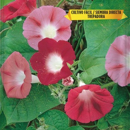 Semillas Ipomea-Maravillas Trepadora Roja
