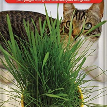 Semillas Hierba Para Gatos Graminae