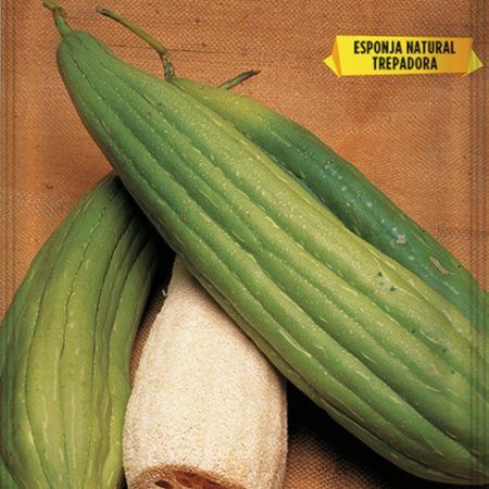 Semillas Calabaza Luffa Planta de las Esponjas Luffa cylindrica