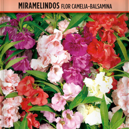 Semillas Miramelindos Flor Camelia-Balsamina
