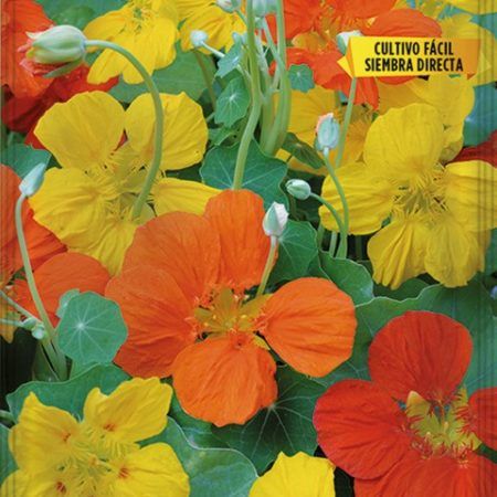 Semillas Capuchina Enana Tropaeolum nanum