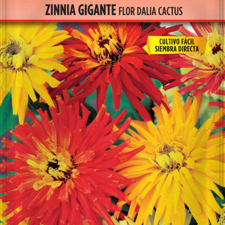 Semillas Zinnia Gigante Flor Dalia Cactus