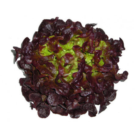 Plantel Lechuga Hoja de Roble Rojo