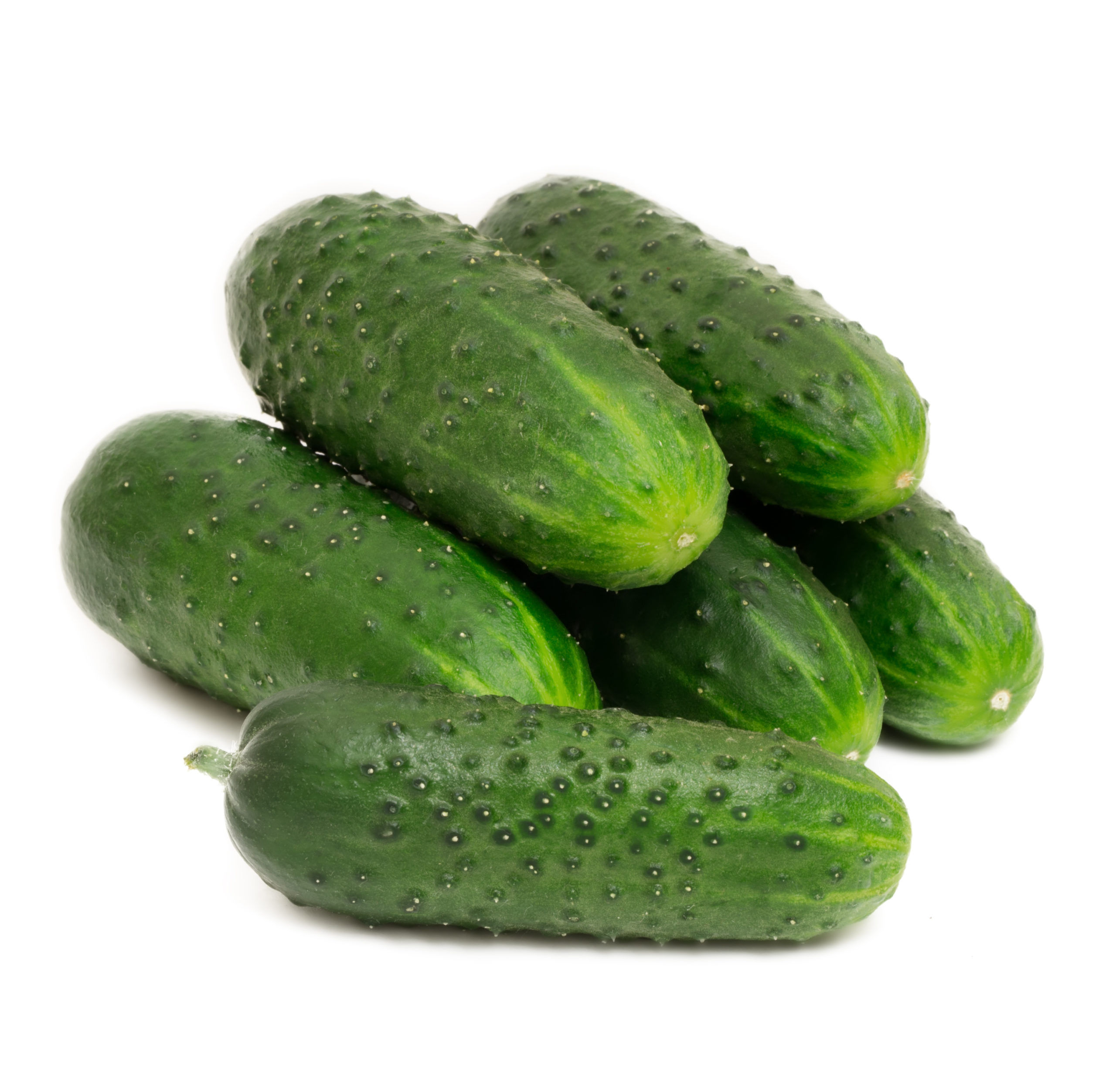 Plantel pepino