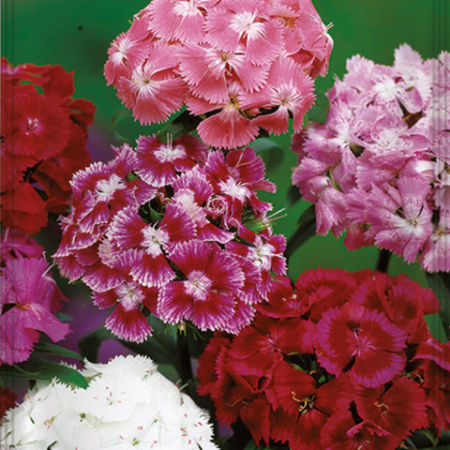 CLAVEL RAMILLETE DEL POETA Dianthus barbatus