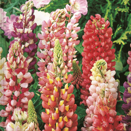 LUPINUS PERENNE VARIADO 