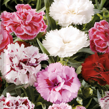 CLAVEL CHINA DOBLE FLOR GRANDE Dianthus chinsensis