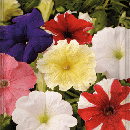 PETUNIA COMPACTA VARIADA 