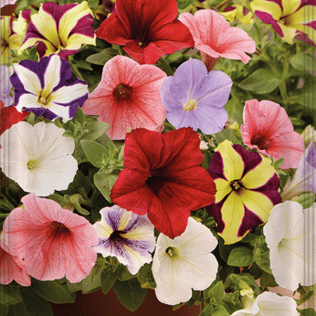 PETUNIA PENDULA BALCON 