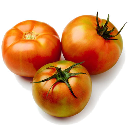 Plantel Tomate Híbrido Bodar Bond