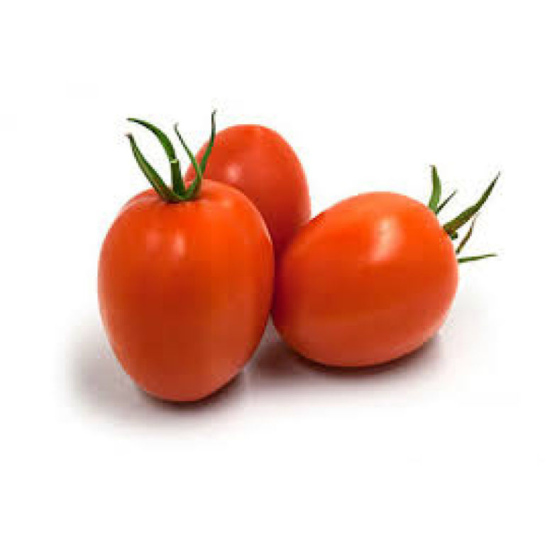 PLANTEL TOMATE CONSERVA