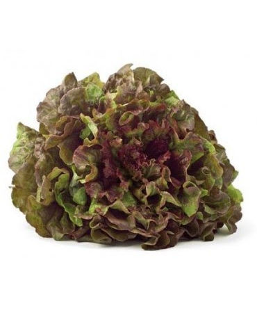 PLANTEL LECHUGA MARAVILLA
