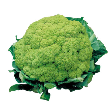 PLANTEL COLIFLOR VERDE
