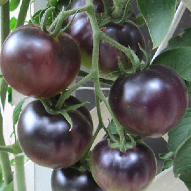 PLANTEL TOMATE CHERRY REDONDO NEGRO