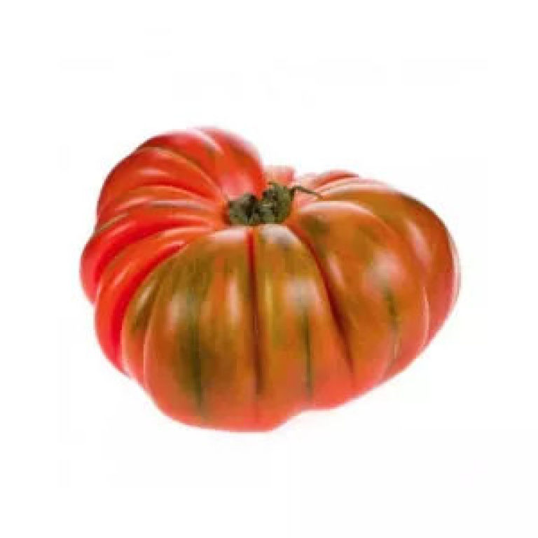 Plantel de tomate injertado híbrido Raf
