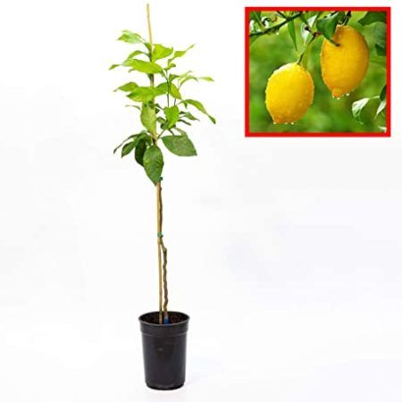 Árbol Cítrico Limonero