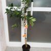 Arbol Naranjo Chino Kumquat - Naranjo Enano Citrus Fortunella - Imagen 2
