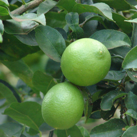 árbol lima bears (citrus latifolia)