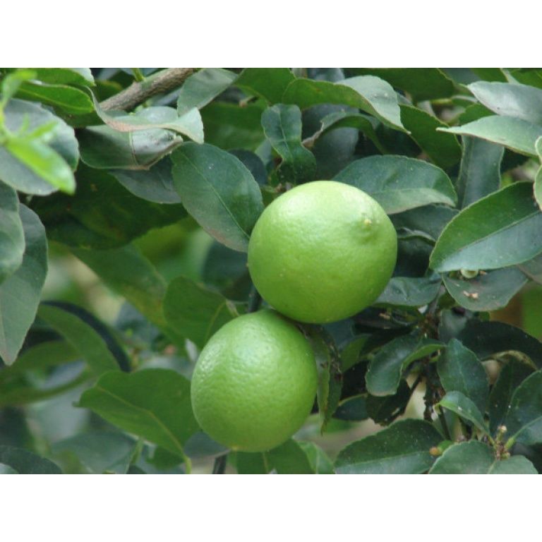 árbol lima bears (citrus latifolia)