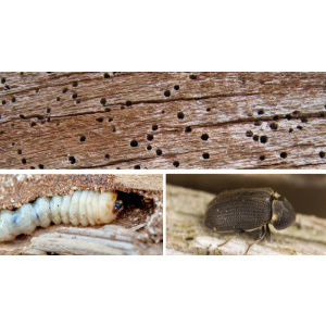 Carcoma, agujero en los muebles debido a la carcoma y aspectos físicos del insecto y larva